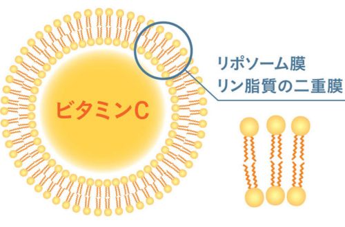 ヒマワリレシチンの図